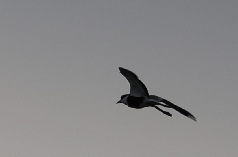 Spur-winged Lapwing - ML228992731