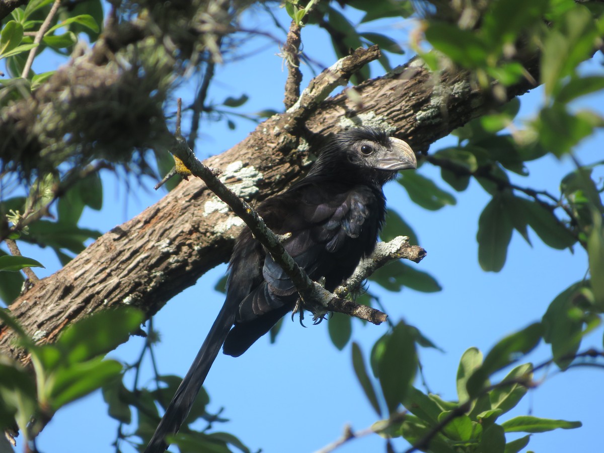 Groove-billed Ani - ML228992821