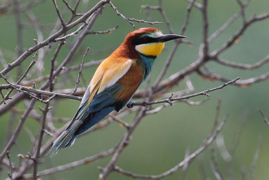 European Bee-eater - Göktuğ  Güzelbey