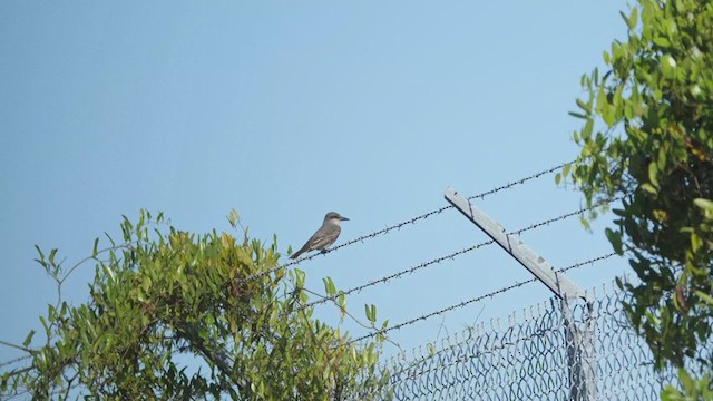 Gray Kingbird - ML228993391