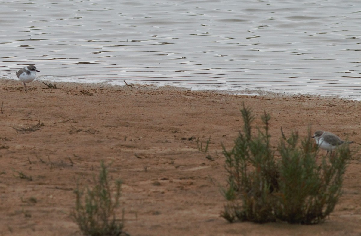 Kentish Plover - Alexandre Hespanhol Leitão