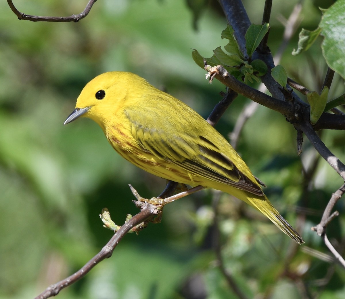 Yellow Warbler - ML228996771