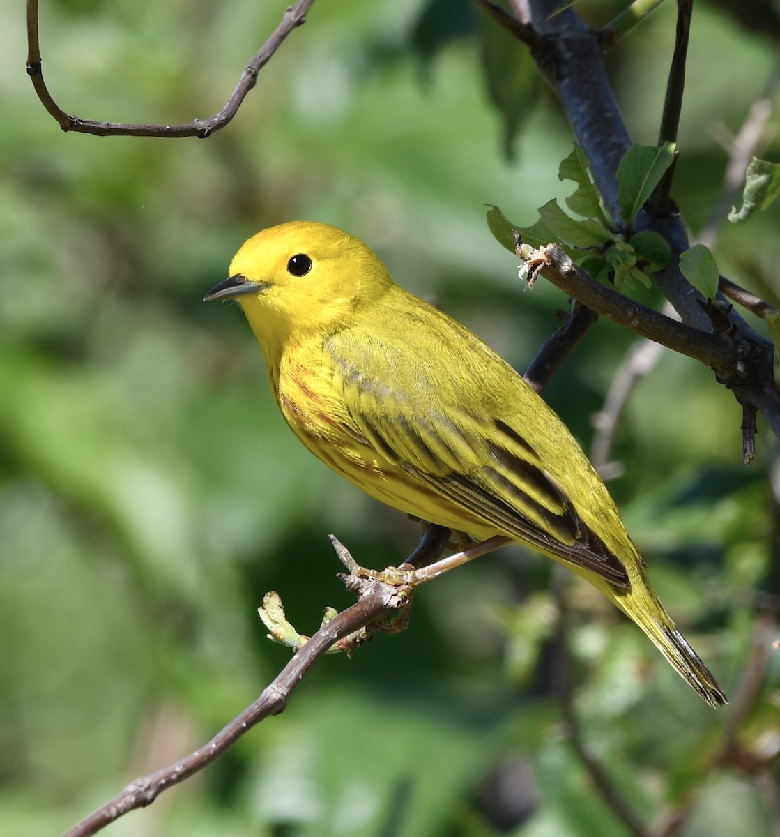 Yellow Warbler - ML228996781