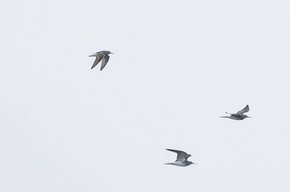 Pectoral Sandpiper - Brandon Holden