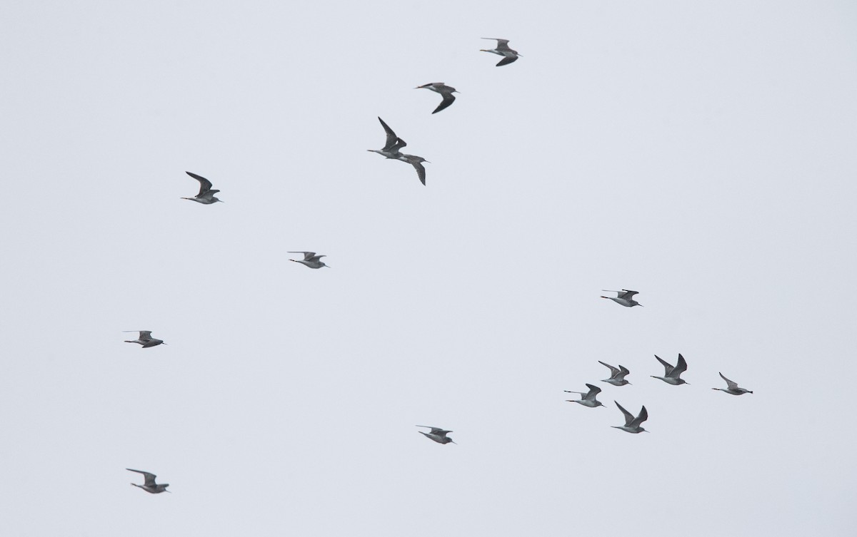 Lesser Yellowlegs - Brandon Holden