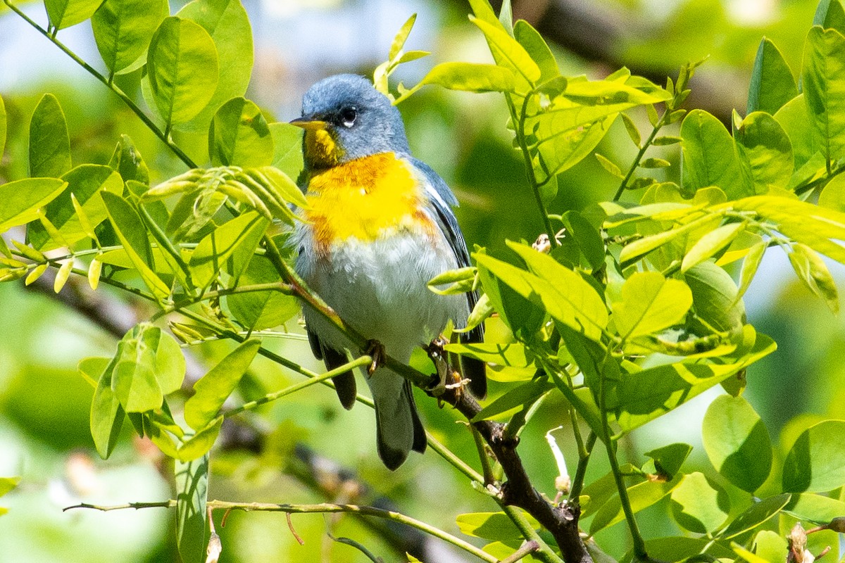 Northern Parula - Eric Bodker