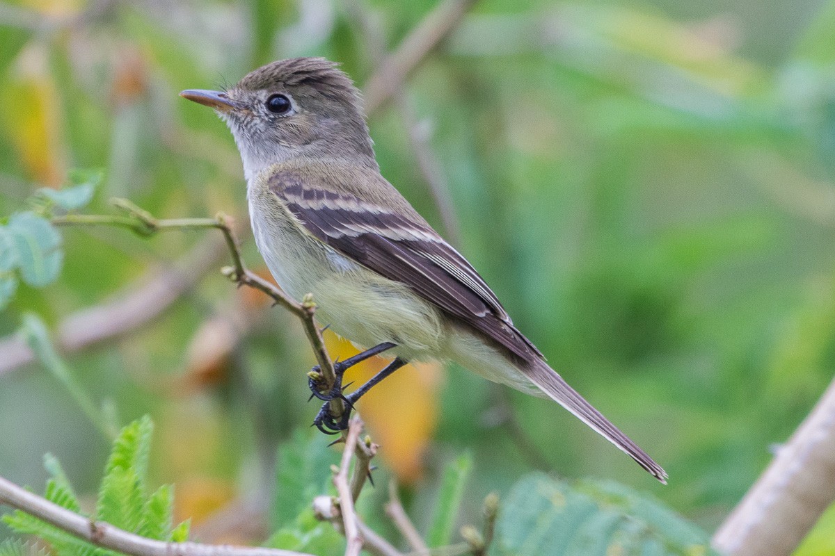 Willow Flycatcher - ML228998721