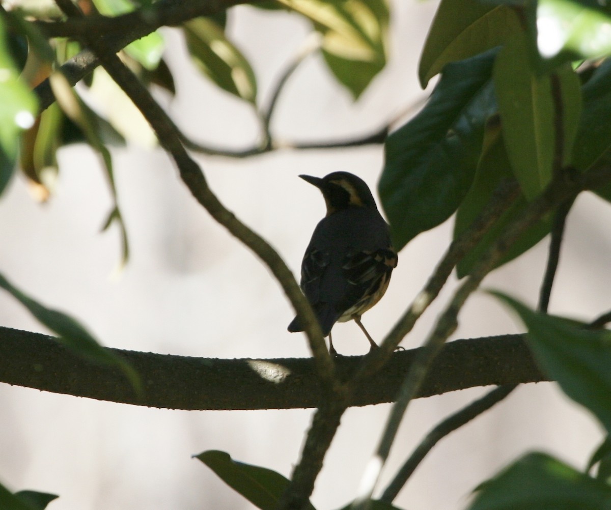 Varied Thrush - ML22899991