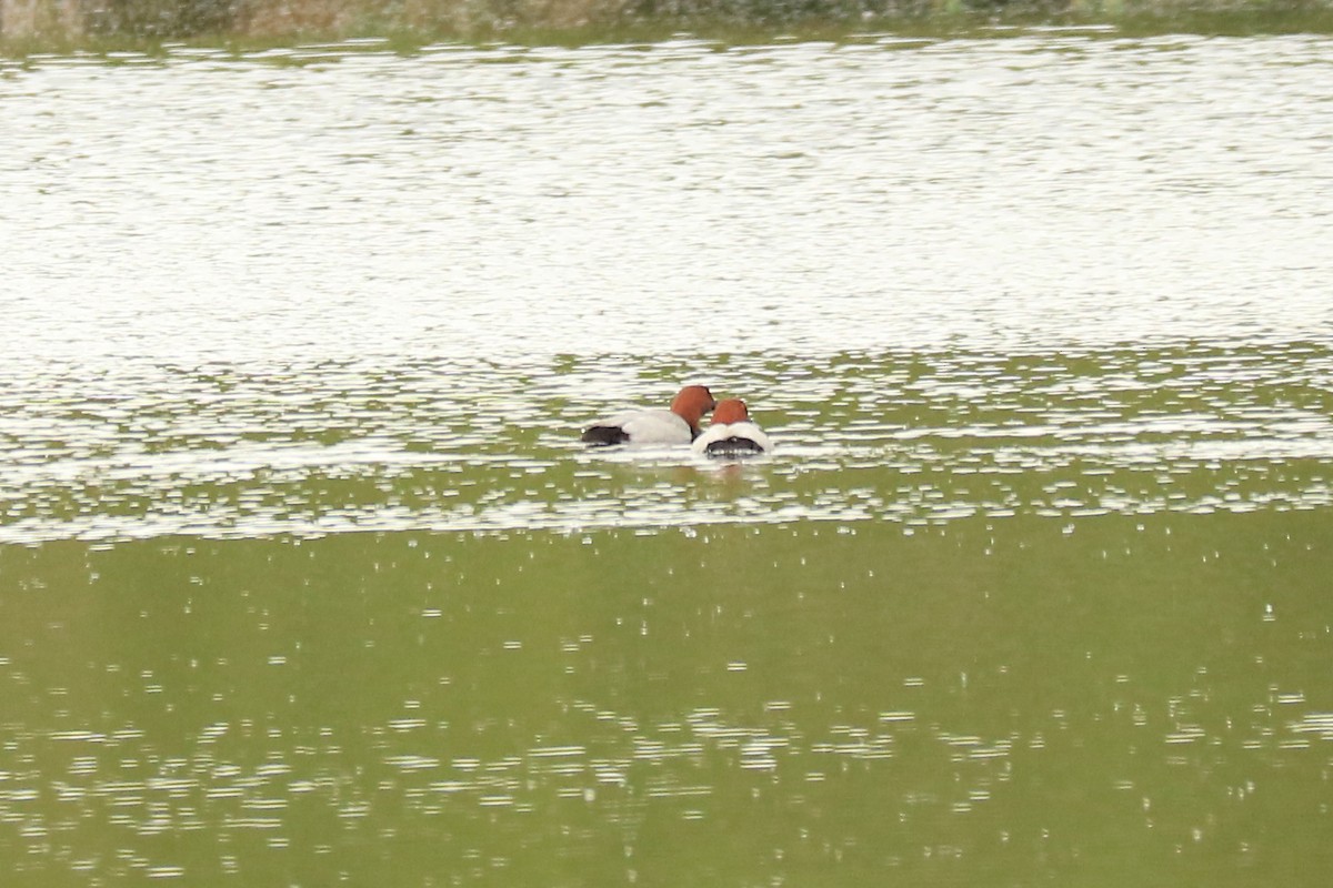 Common Pochard - Letty Roedolf Groenenboom