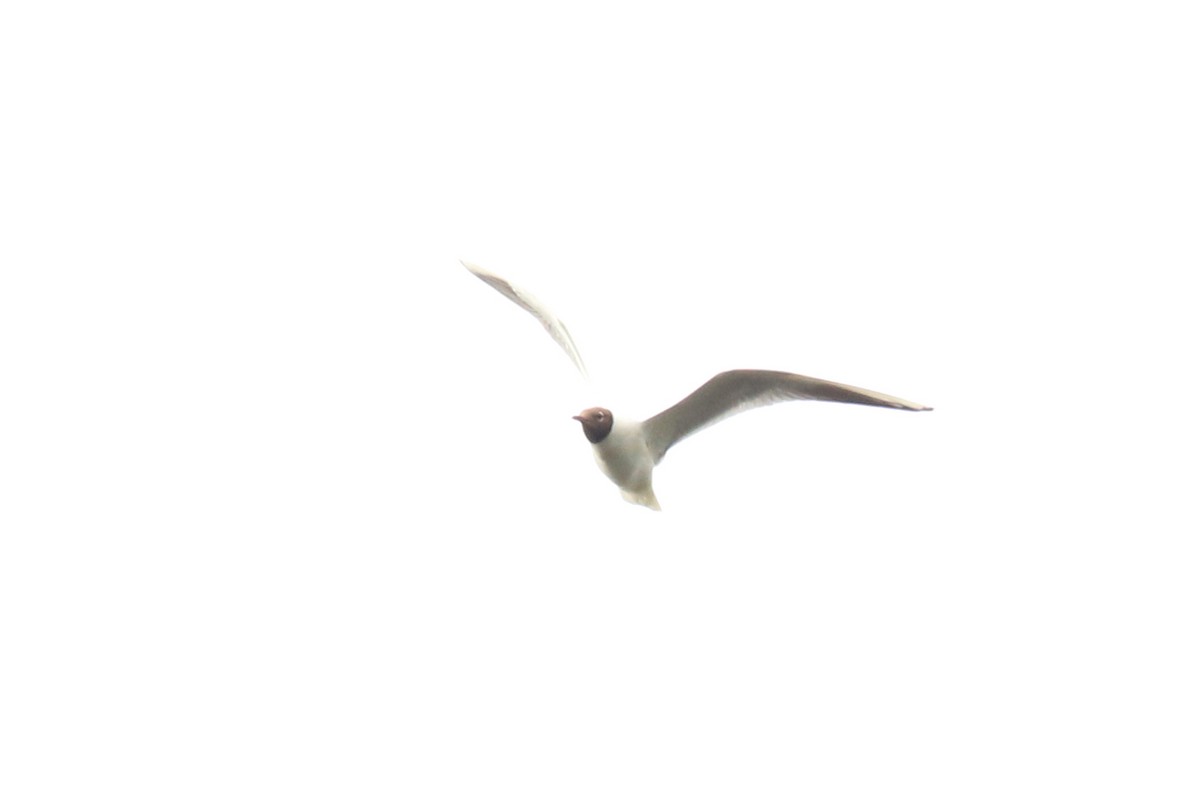 Black-headed Gull - ML229000581