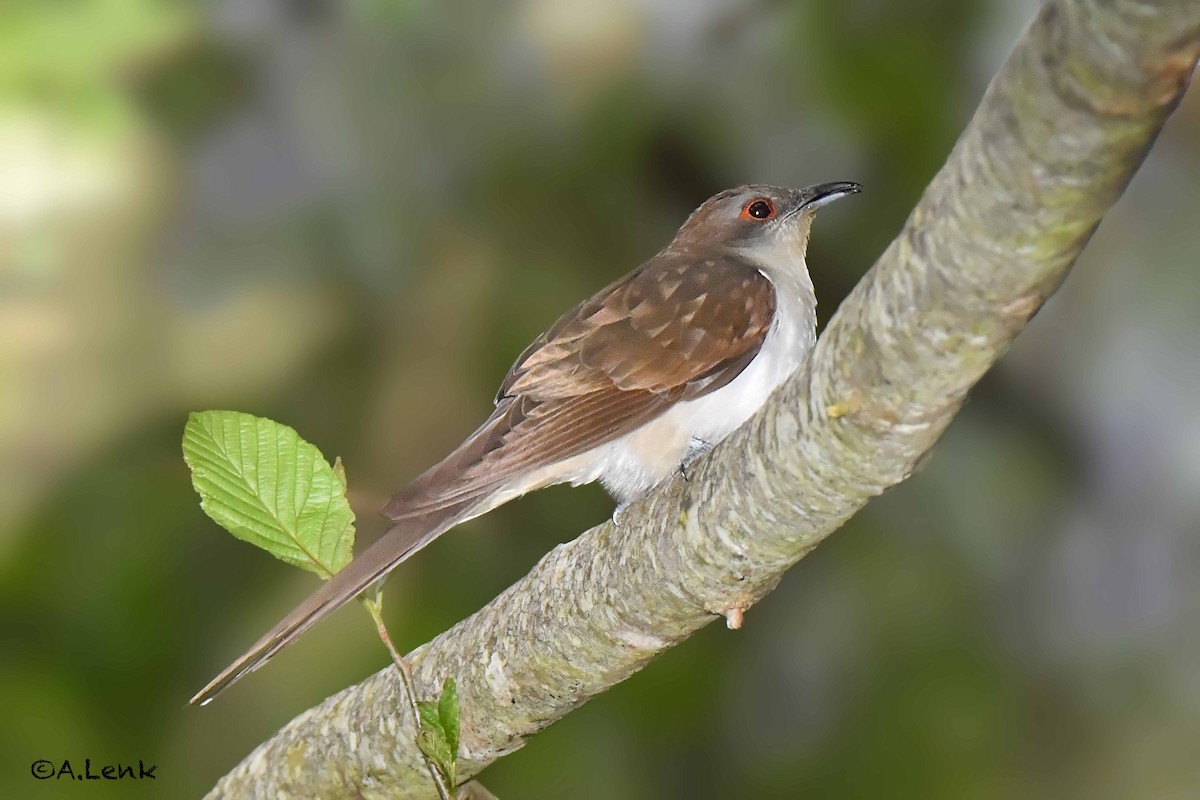 Black-billed Cuckoo - ML229000851