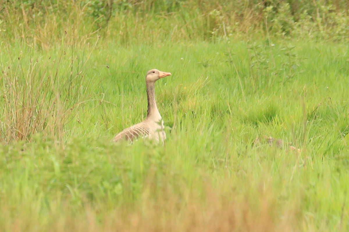 Graylag Goose - ML229001171