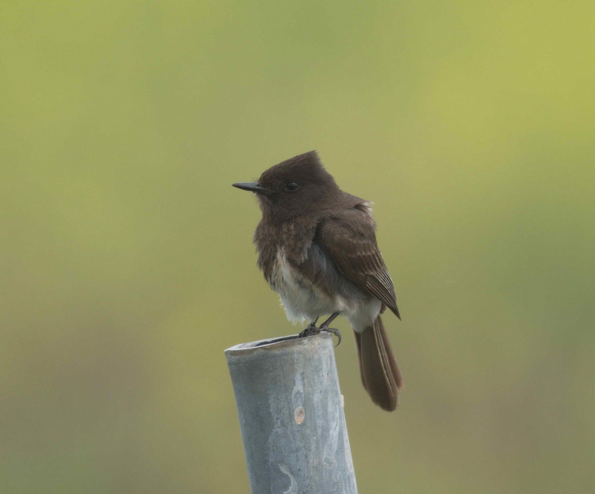 Black Phoebe - DAB DAB