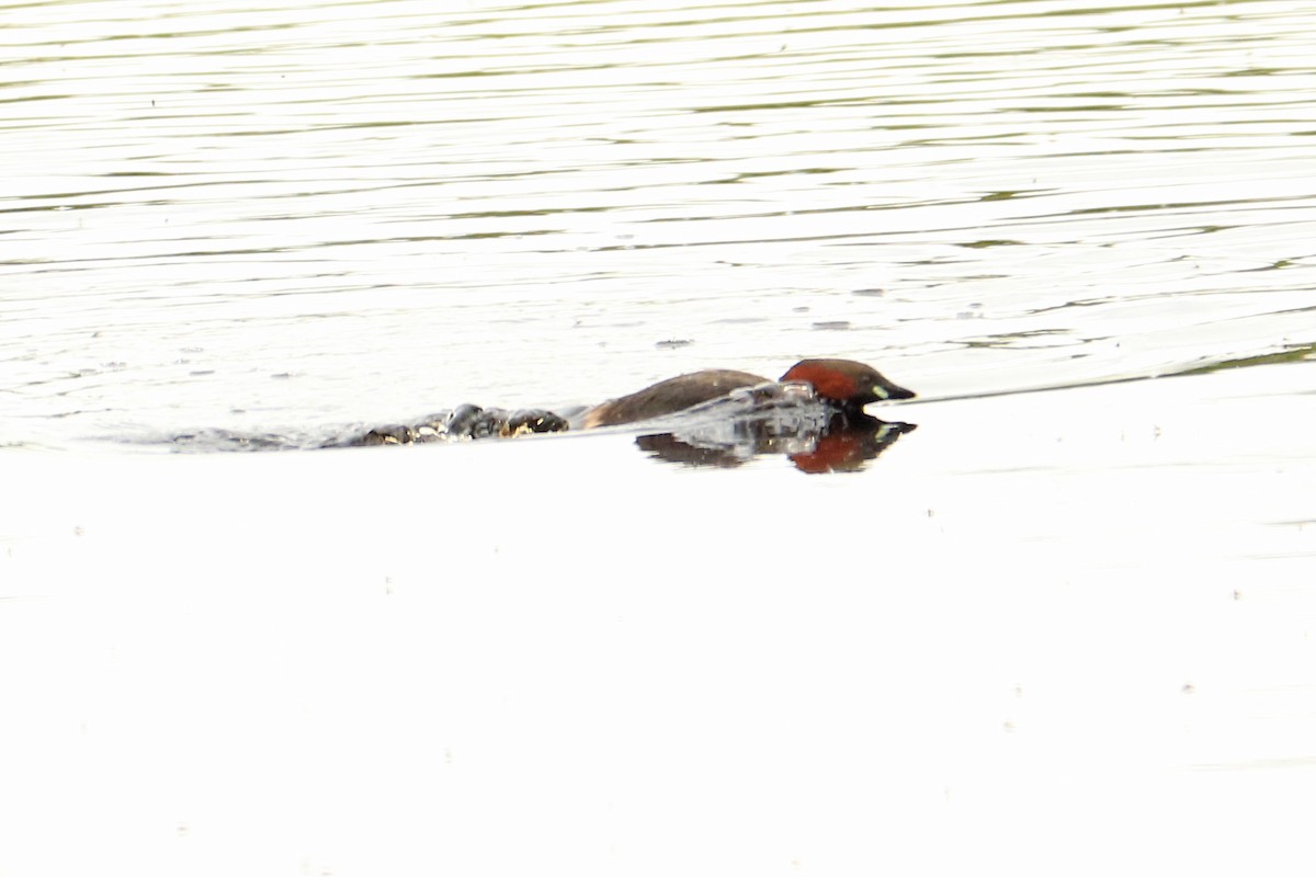 Little Grebe - ML229002001