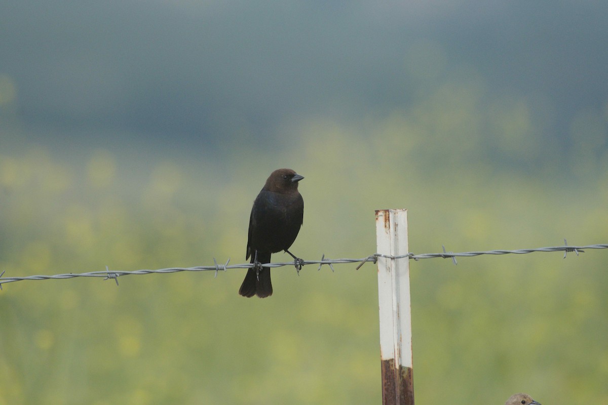 Brown-headed Cowbird - ML229002931