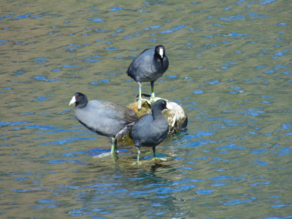 American Coot (Red-shielded) - ML22900331