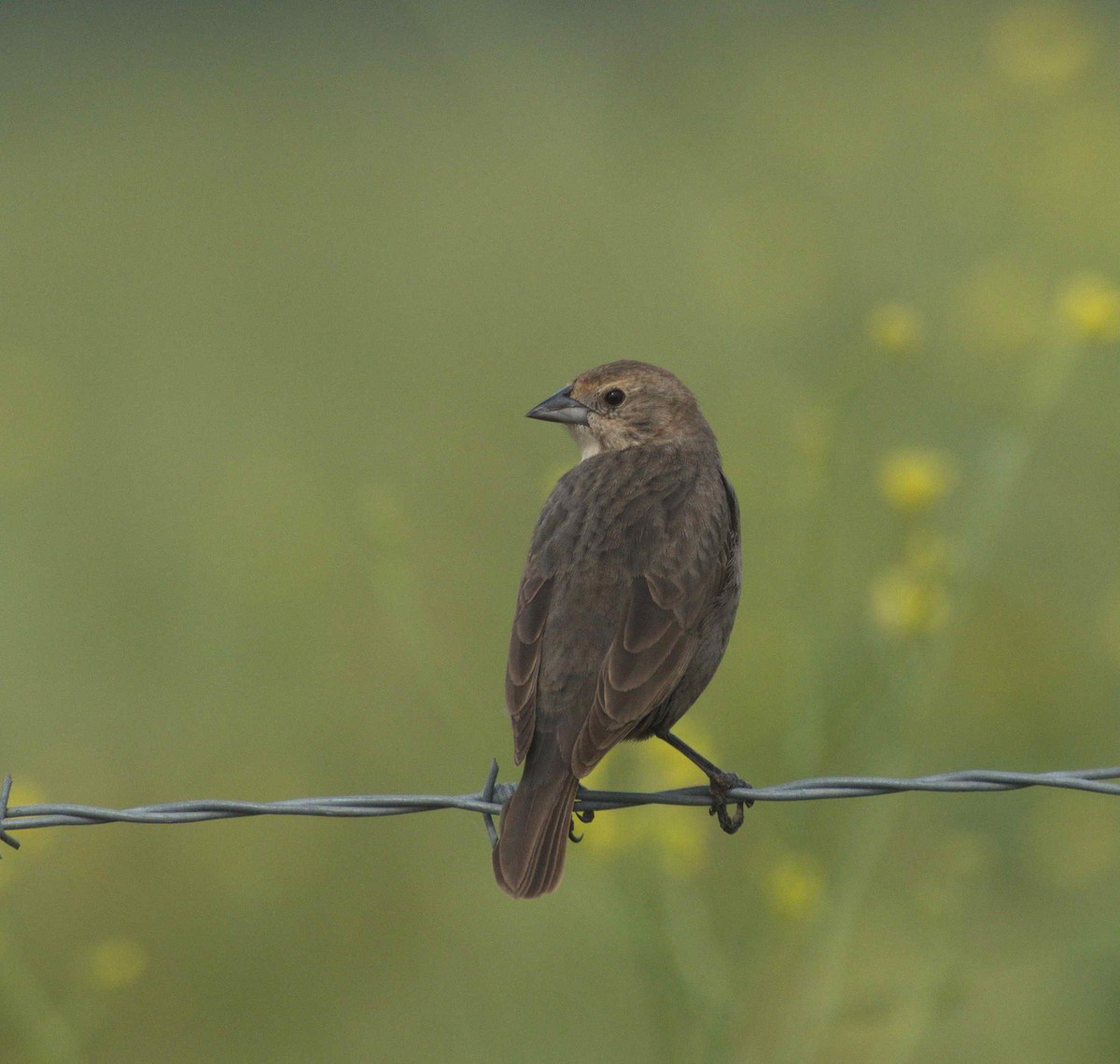 Brown-headed Cowbird - ML229003921