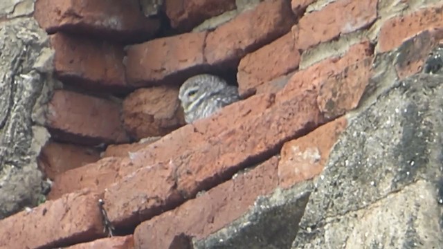 Spotted Owlet - ML229005241