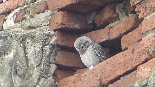 Spotted Owlet - ML229005281