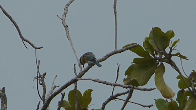 Blue-tailed Bee-eater - ML229005391