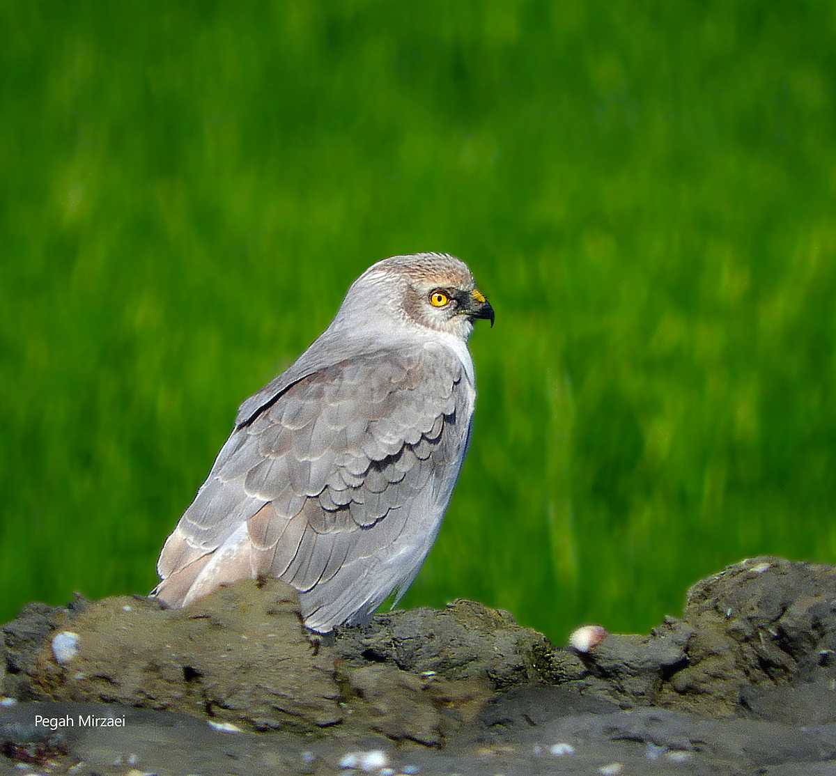 Albanella pallida - ML229006951