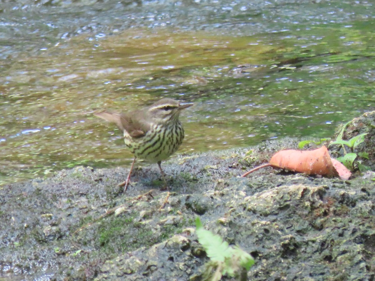 Northern Waterthrush - ML229007761