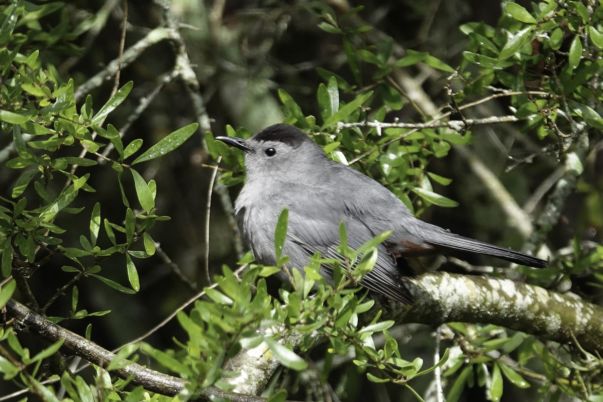 Gray Catbird - ML229008601