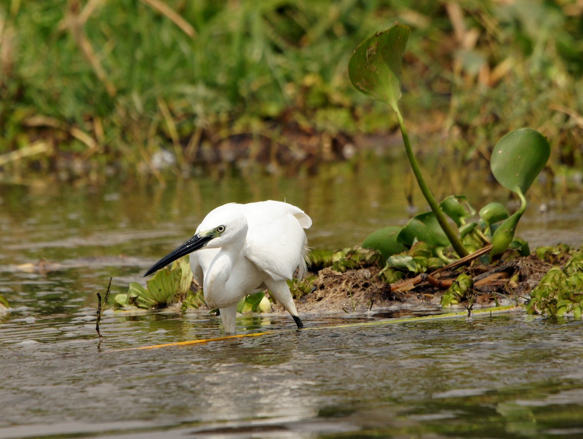 小白鷺 - ML229009411
