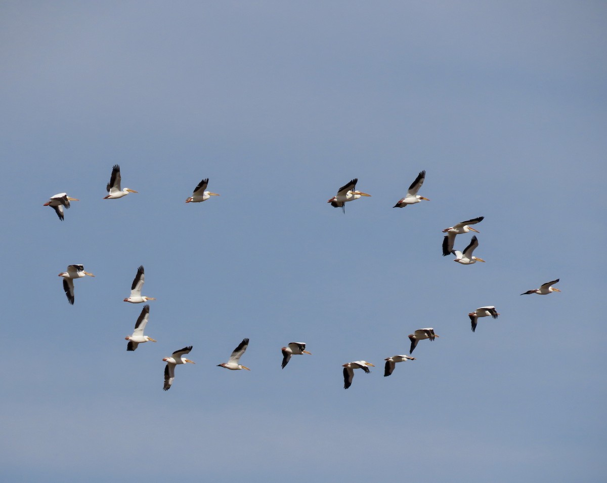 American White Pelican - ML229009501