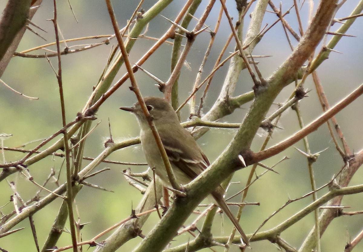 Dusky Flycatcher - Jonathan Montgomery