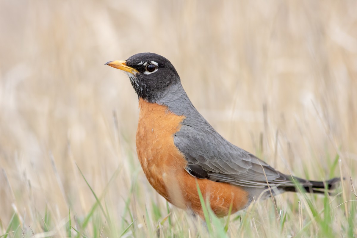 American Robin - ML229011621