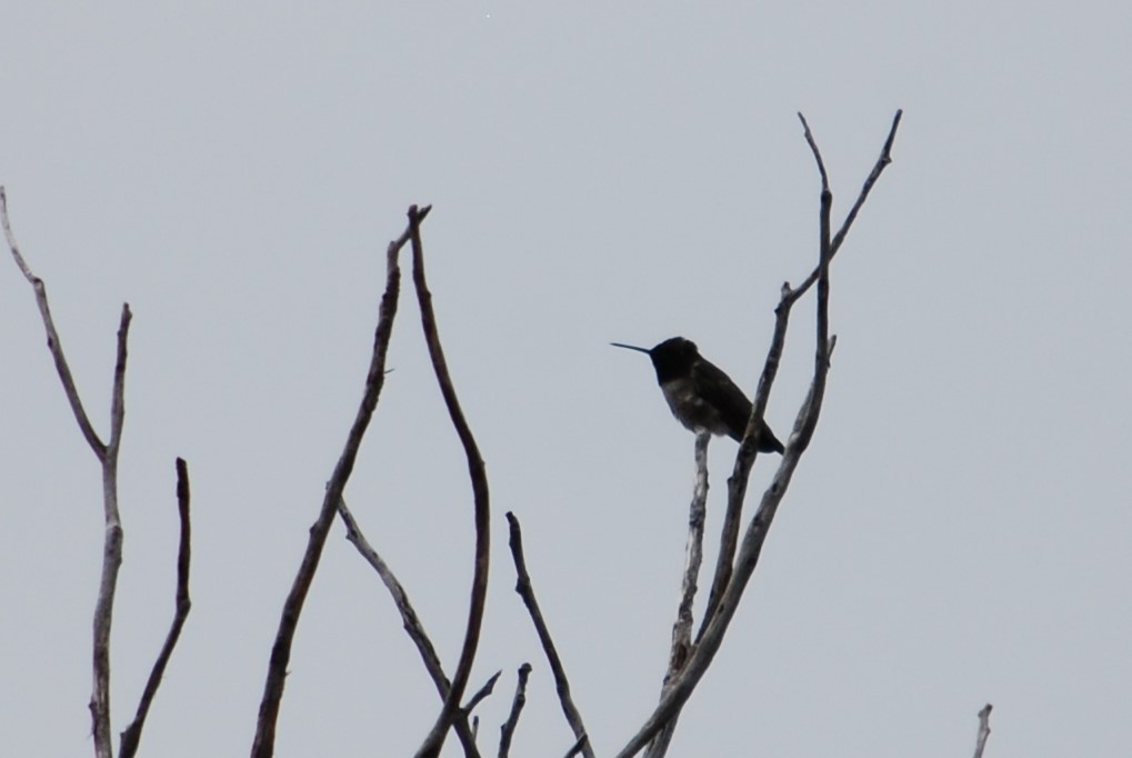 Black-chinned Hummingbird - Cinnamon Bergeron