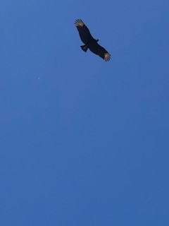 Black Vulture - ML229012521