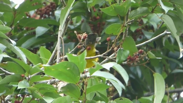 Bulbul à huppe noire - ML229015651