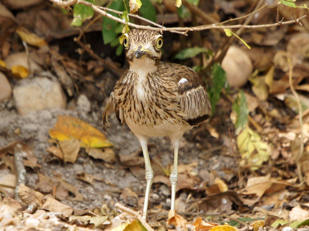 Water Thick-knee - ML229016561