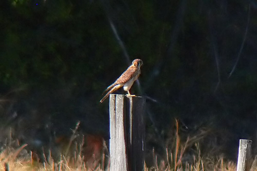 American Kestrel - ML229016821