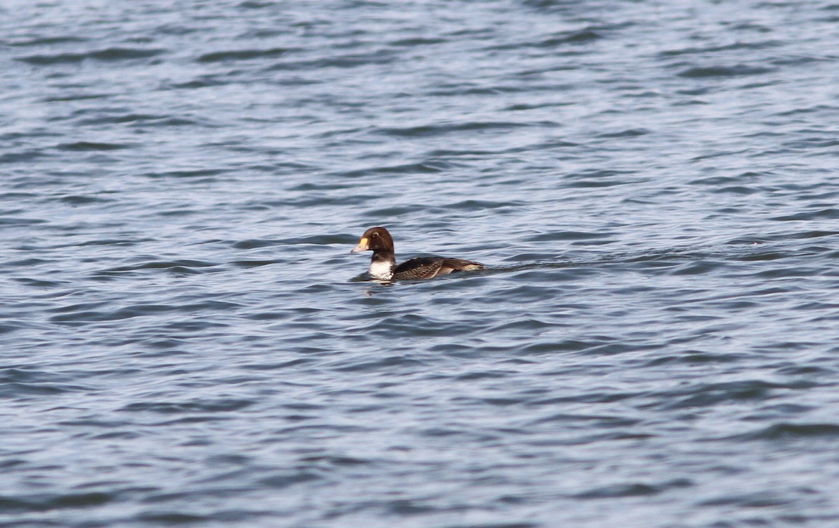 King Eider - Scott Timmer