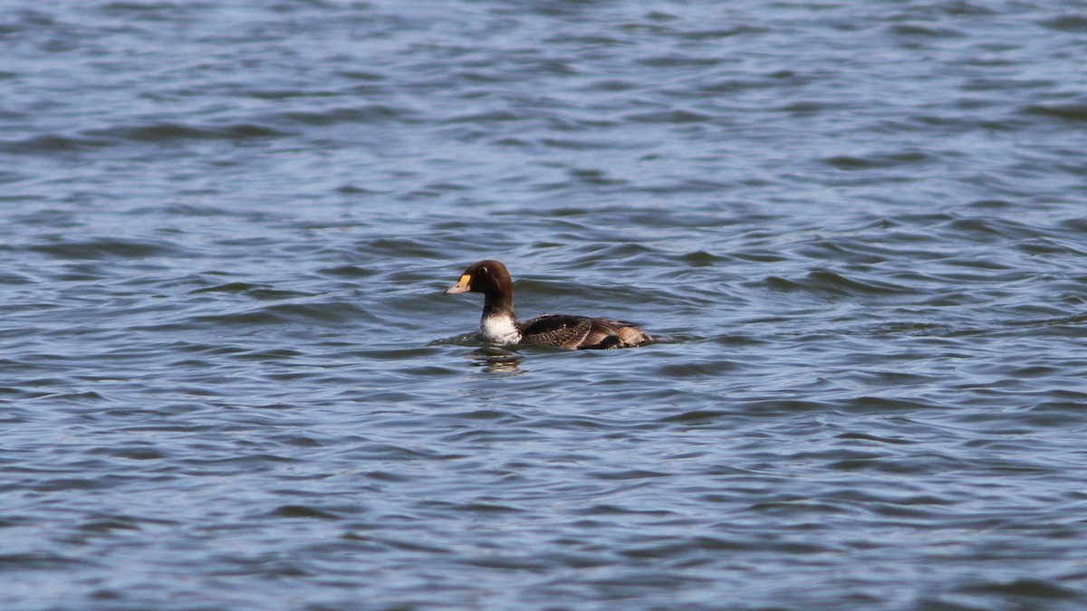 King Eider - Scott Timmer