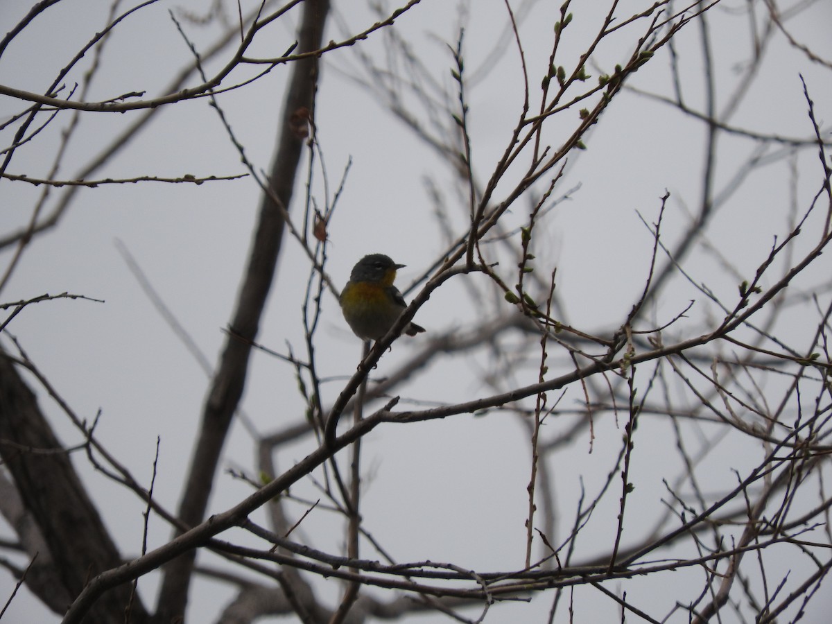 Northern Parula - ML229023371