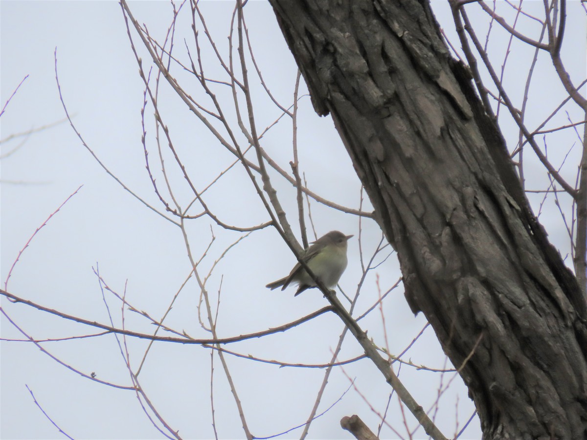 Warbling Vireo - ML229023671