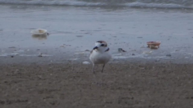 arkipello - ML229024351