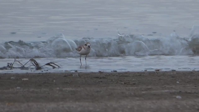 arkipello - ML229024361