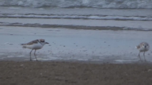 arkipello - ML229024431