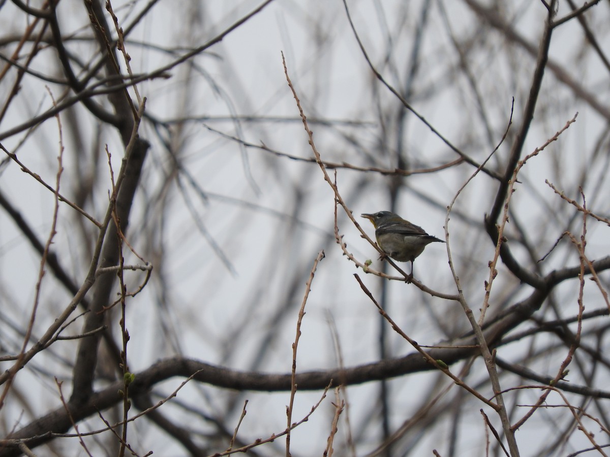 Northern Parula - ML229024821