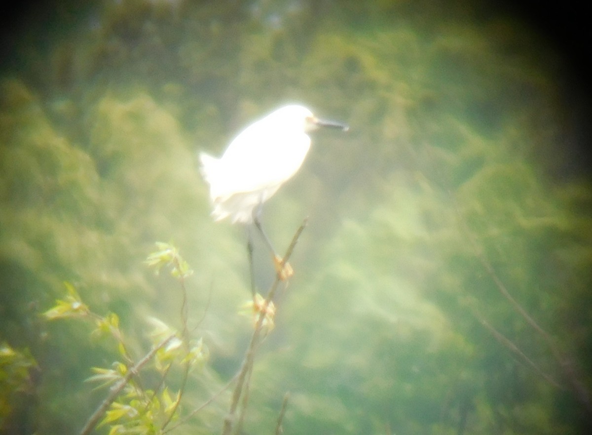 Snowy Egret - ML229025961