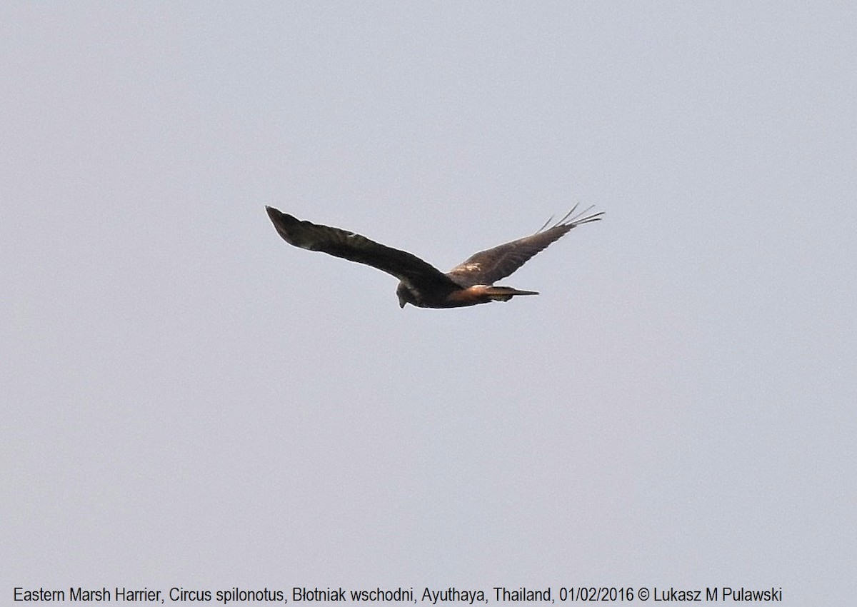 Eastern Marsh Harrier - ML229026051