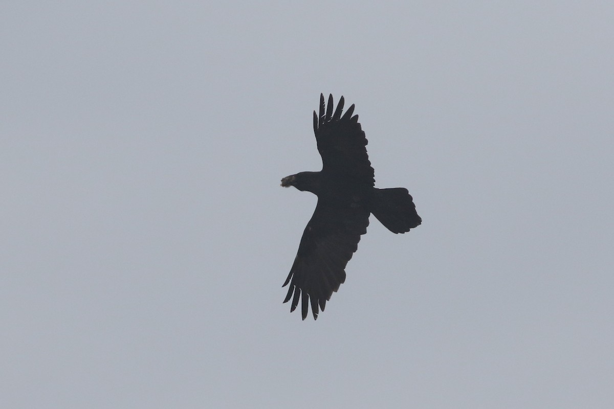 Common Raven - Sky Kardell