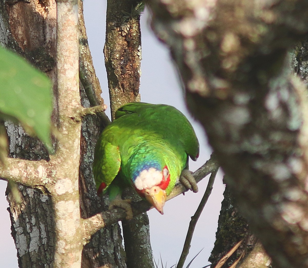 White-fronted Parrot - Jorge Montejo