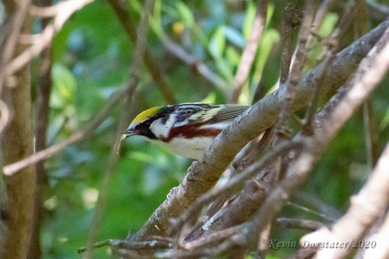 Chestnut-sided Warbler - ML229027431