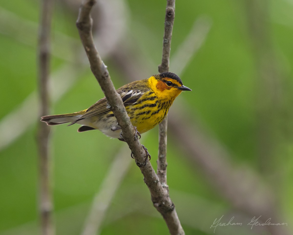 Cape May Warbler - ML229027711